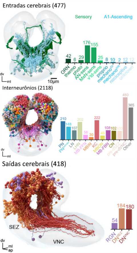 Distribuição dos neurônios no cérebro da mosca da fruta.