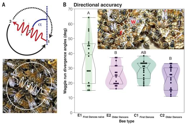 s pesquisadores criaram colônias experimentais (sem abelhas mais velhas) e colônias de controle (com abelhas mais velhas) e os dados mostram diferenças significativas nos erros da waggle dance das novatas sem a presença das mais velhas. 