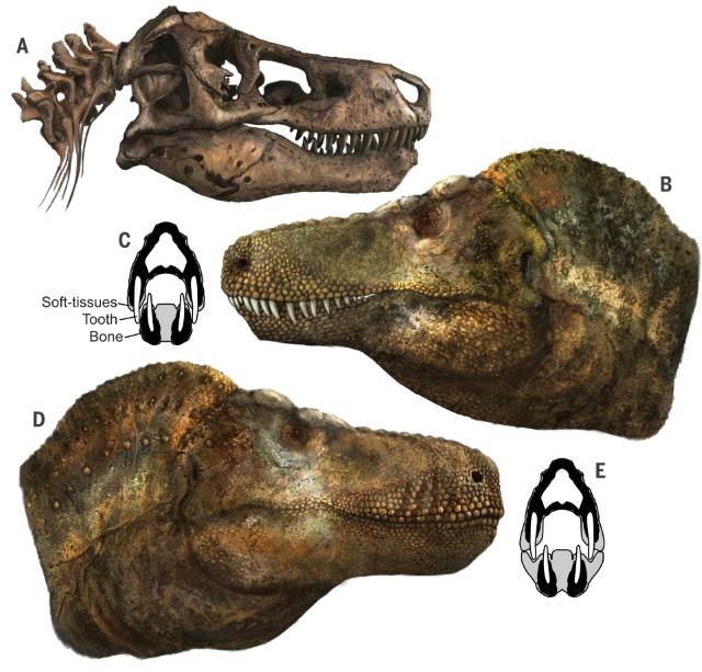 Comparação de crânios de dinossauro com dentes e sem dentes. 