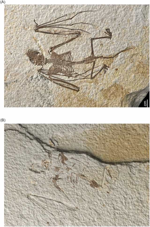 Esqueleto fóssil do morcego da espécie primitiva  Icaronycteris gunnelli