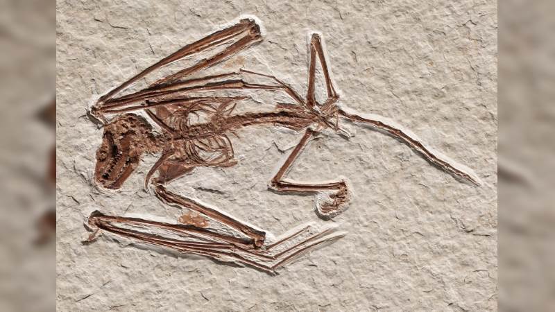 Esqueletos de morcegos recém-descobertos são os mais antigos já registrados - Fóssil osso de morcego primitivo.