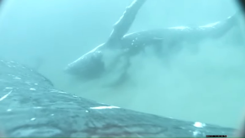 Baleias jubarte são filmadas fazem esfoliação para limpeza de pele no fundo do mar - Baleias jubarte fazendo esfoliação de pele no fundo do mar.