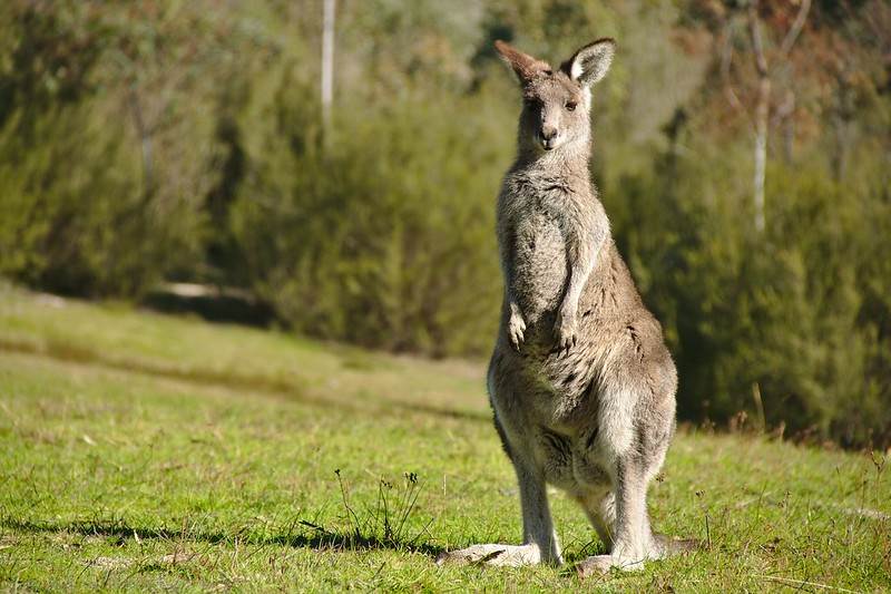Marsupiais podem ser “mais evoluídos” do que outros mamíferos, sugere estudo - Canguru.