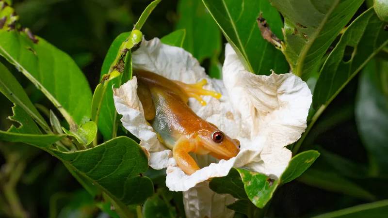 Perereca brasileira pode ser o primeiro anfíbio polinizador encontrado pela ciência - perereca-comedora-de-frutos (Xenohyla truncata).