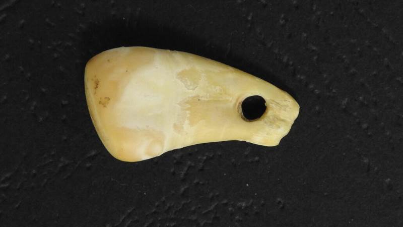 DNA antigo humano é extraído de pingente de dente de veado de 20.000 anos - pingente de 20000 anos de dente de veado usado por uma mulher.