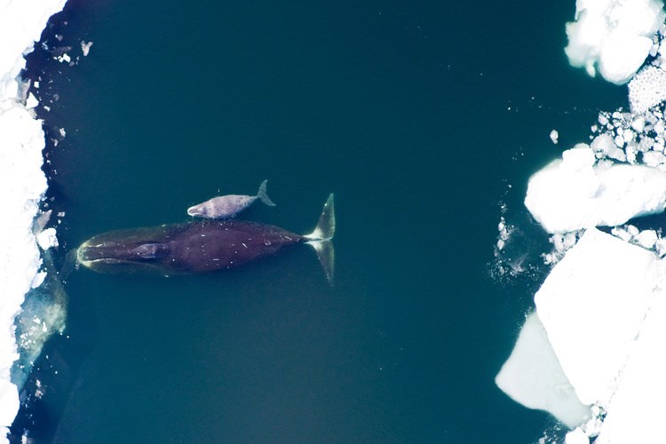 Baleias-da-groenlândia têm o “superpoder” de combater o câncer reparando seu DNA - Baleia-da-groenlândia com seu filhote.