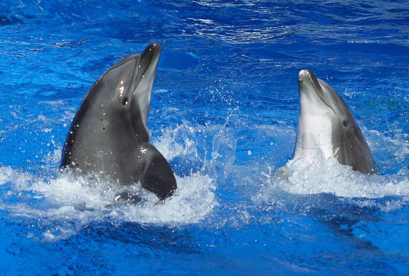 Mamães golfinho usam “linguagem de bebê” com seus filhotes - 