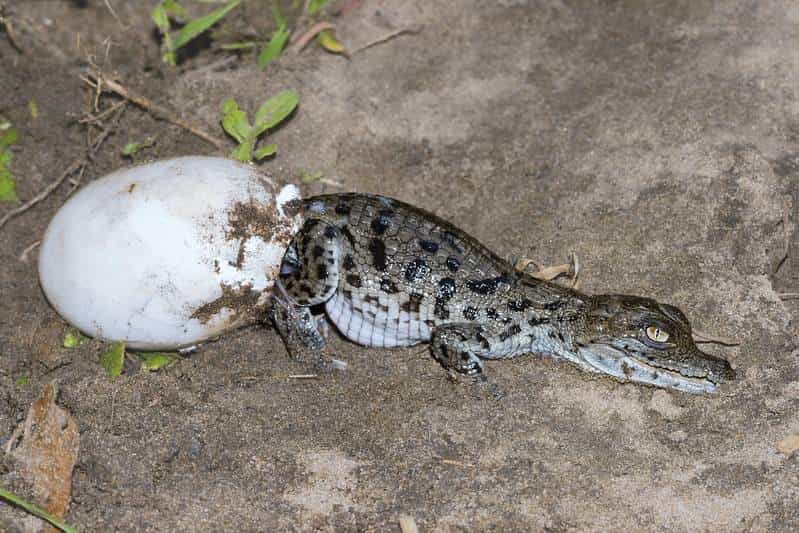 Crocodilo fêmea virgem “engravida” sozinha - Filhote de crocodilo saindo do ovo.