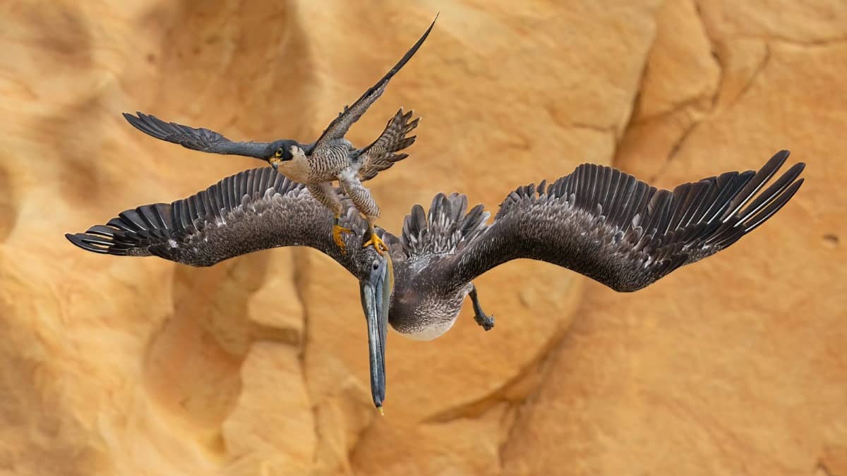 Imagem de falcão defendendo seu ninho ganha prêmio de melhor fotografia - Falcão-peregrino defendendo seu ninho.