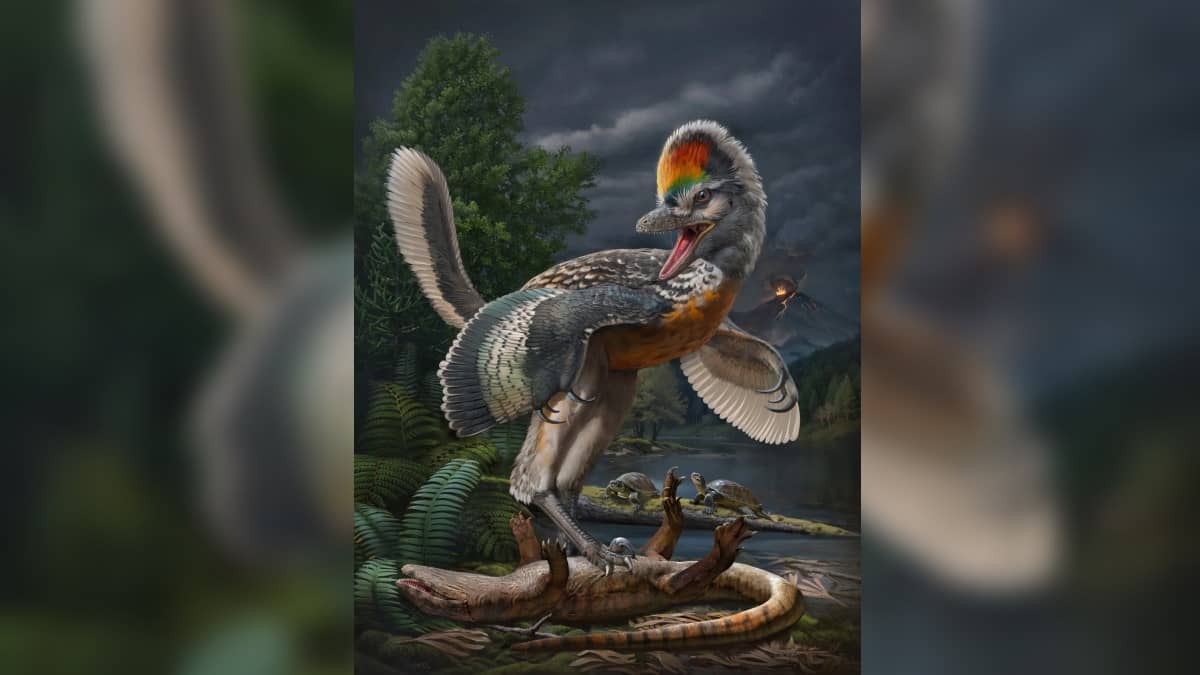 Paleontólogos encontram novo “elo perdido” entre dinossauros e pássaros - 