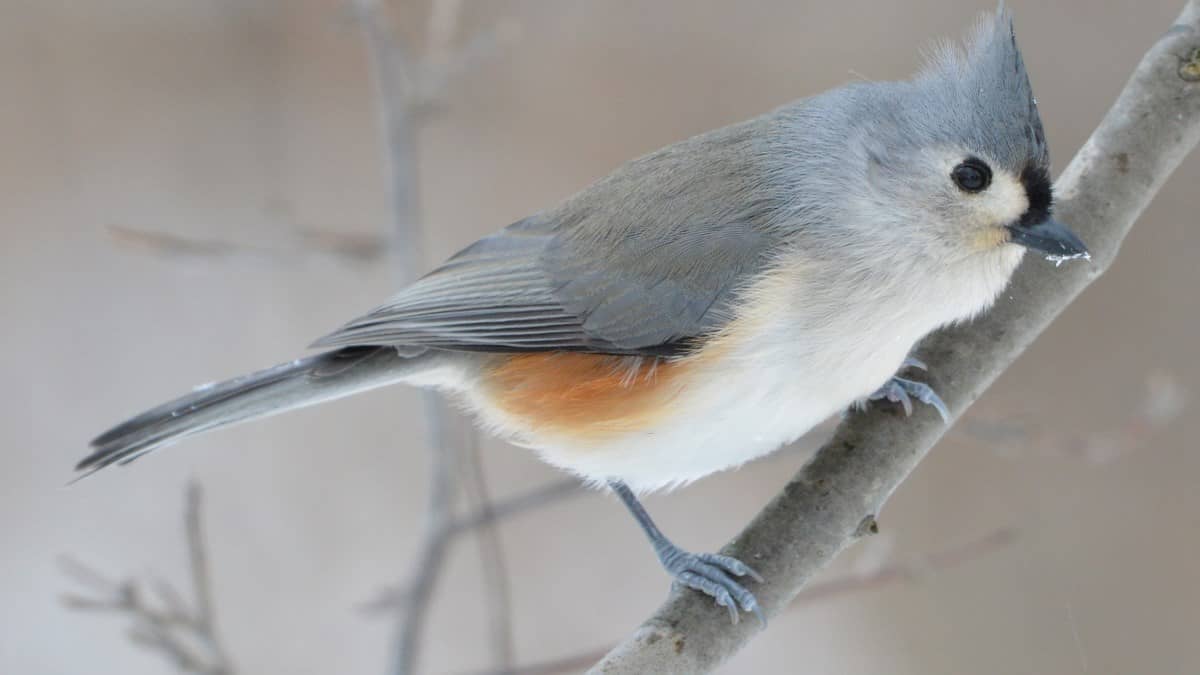 Pássaros com maior habilidade vocal são melhores resolvedores de problemas - 