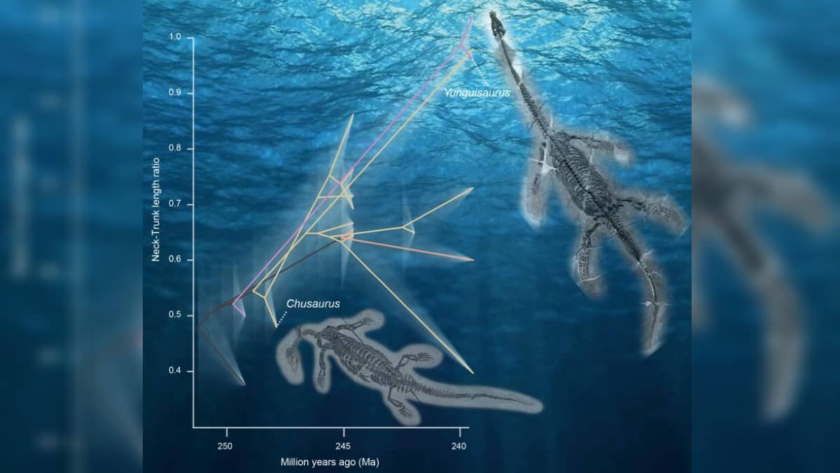 Monstros marinhos cresceram seus pescoços após uma Grande Extinção, revela estudo - 
