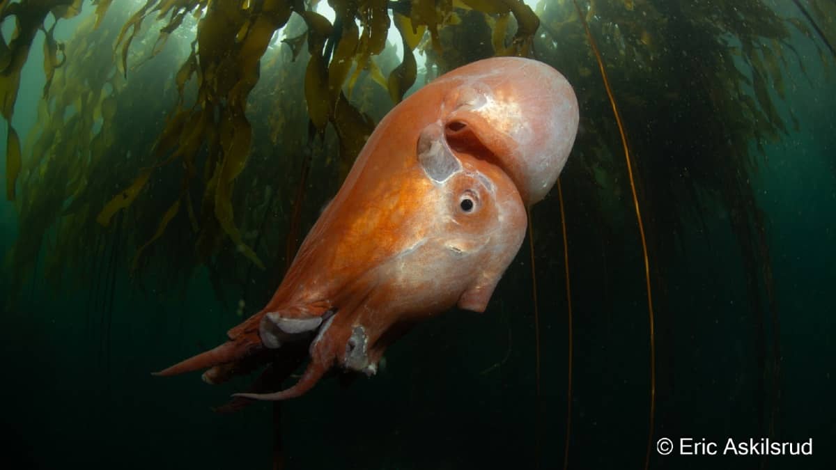 Polvo de 7 braços de aparência alienígena é avistado na costa de Washington - Polvo de 7 braços, registrado por Eric Askilsrud