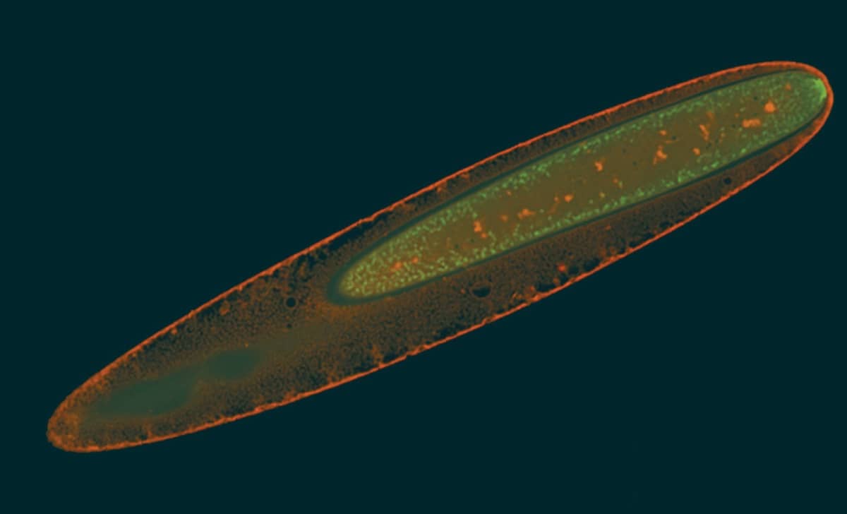 Bactéria gigante, visível a olho nu, tem sistema metabólico único - 