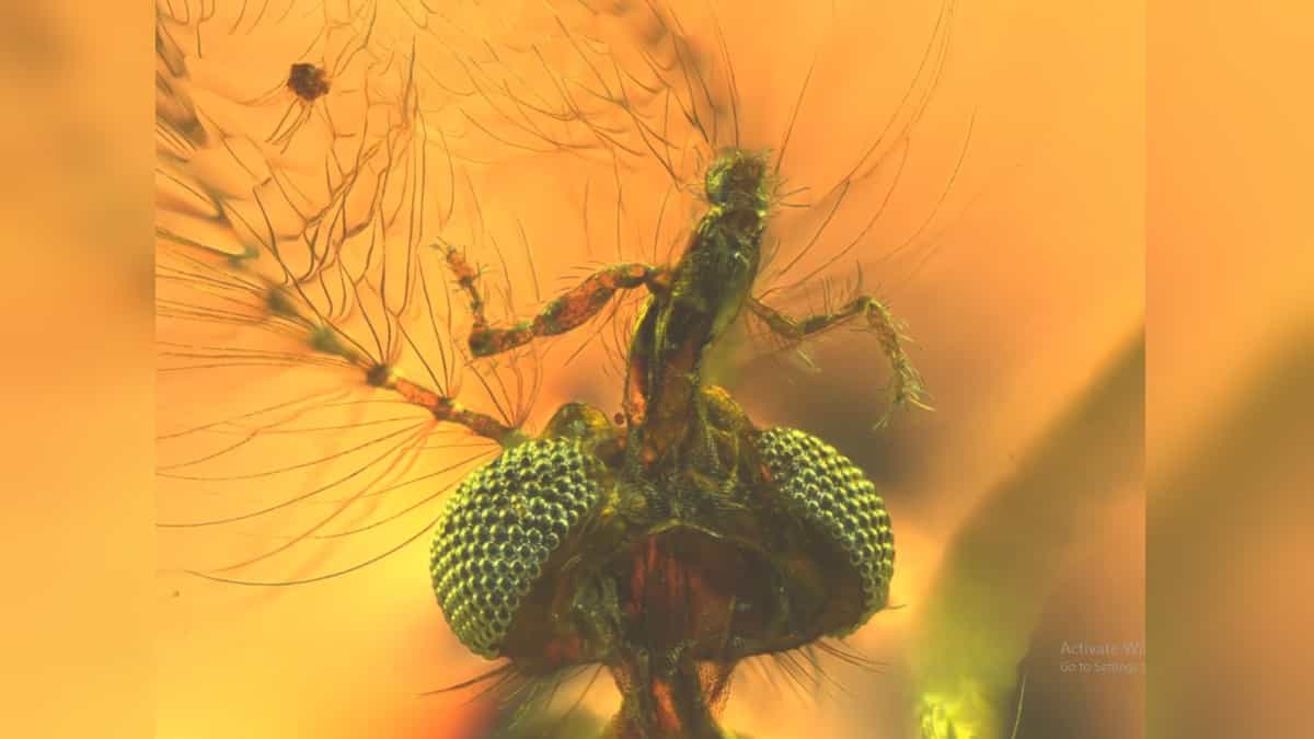 Mosquitos machos primitivos também sugavam sangue, revela estudo - Fóssil mais antigo de mosquito - Dany Azar