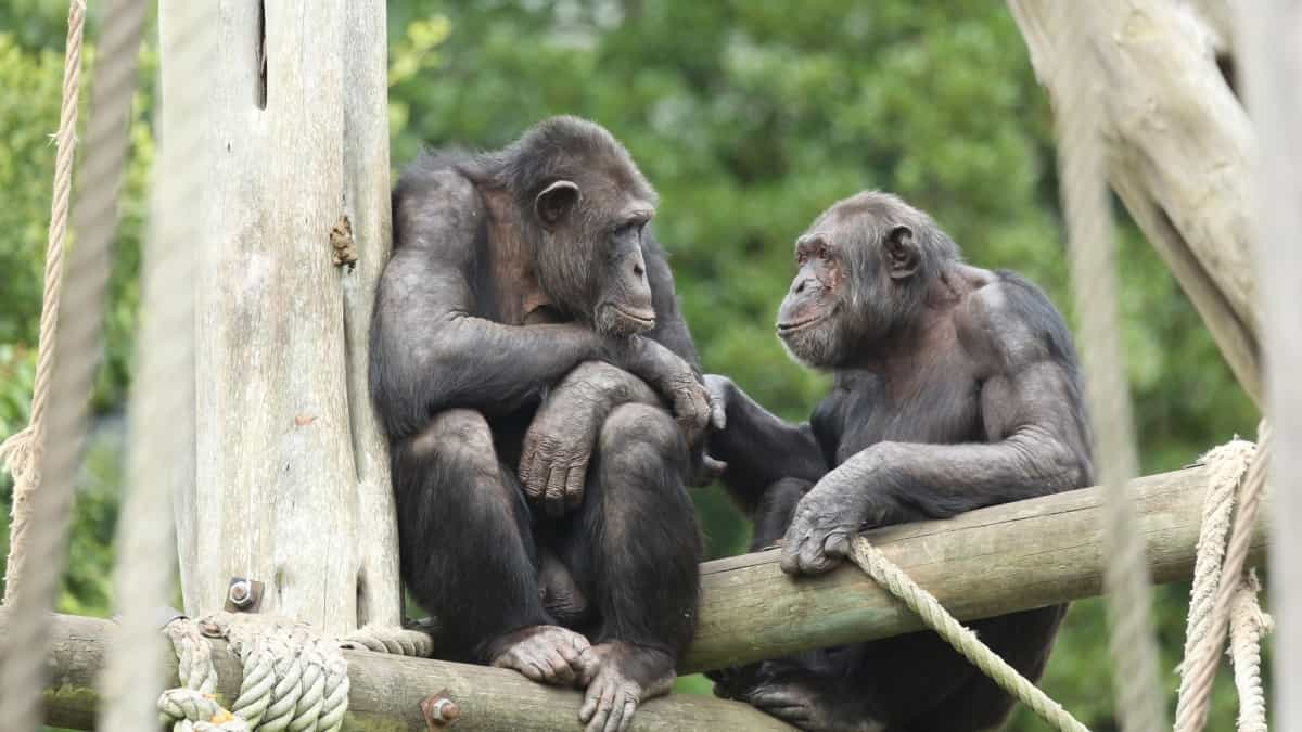 Macacos se lembram de amigos e familiares que não veem há décadas - 