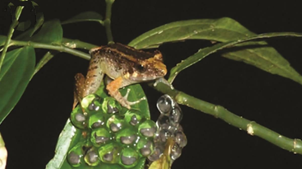 Menor espécie de sapo com presas do mundo encontrada em selva indonésia - 