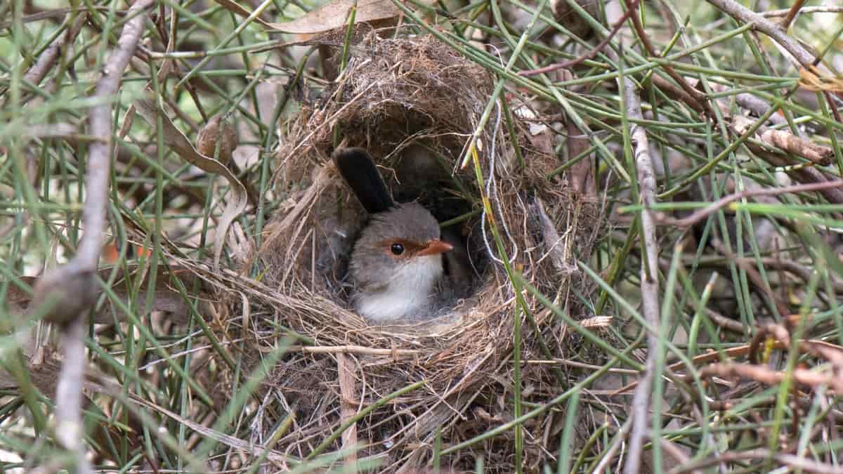Fêmeas de aves na Austrália ensinam seus filhotes a cantar antes de nascer - 