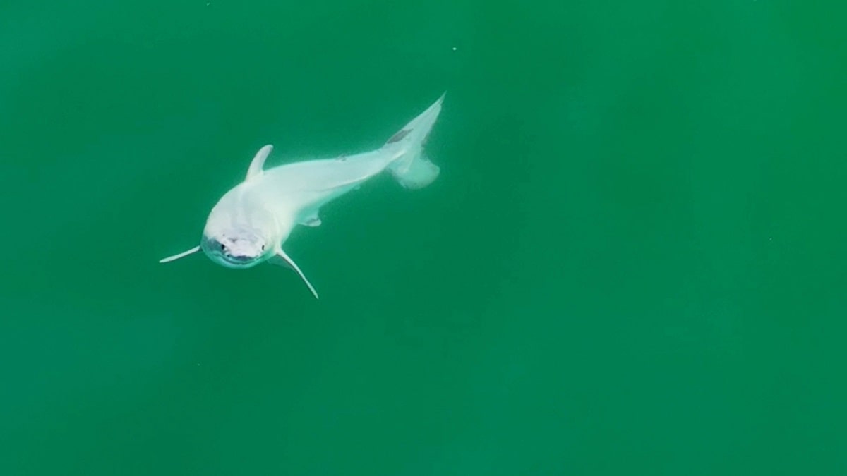 Filhote de tubarão-branco recém-nascido é filmado pela primeira vez - 