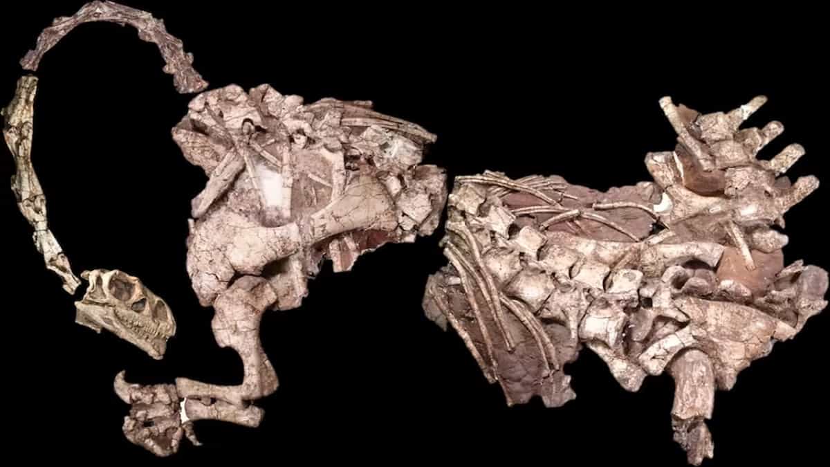 Africanos descobriram fósseis de dinossauros séculos antes dos britânicos - 