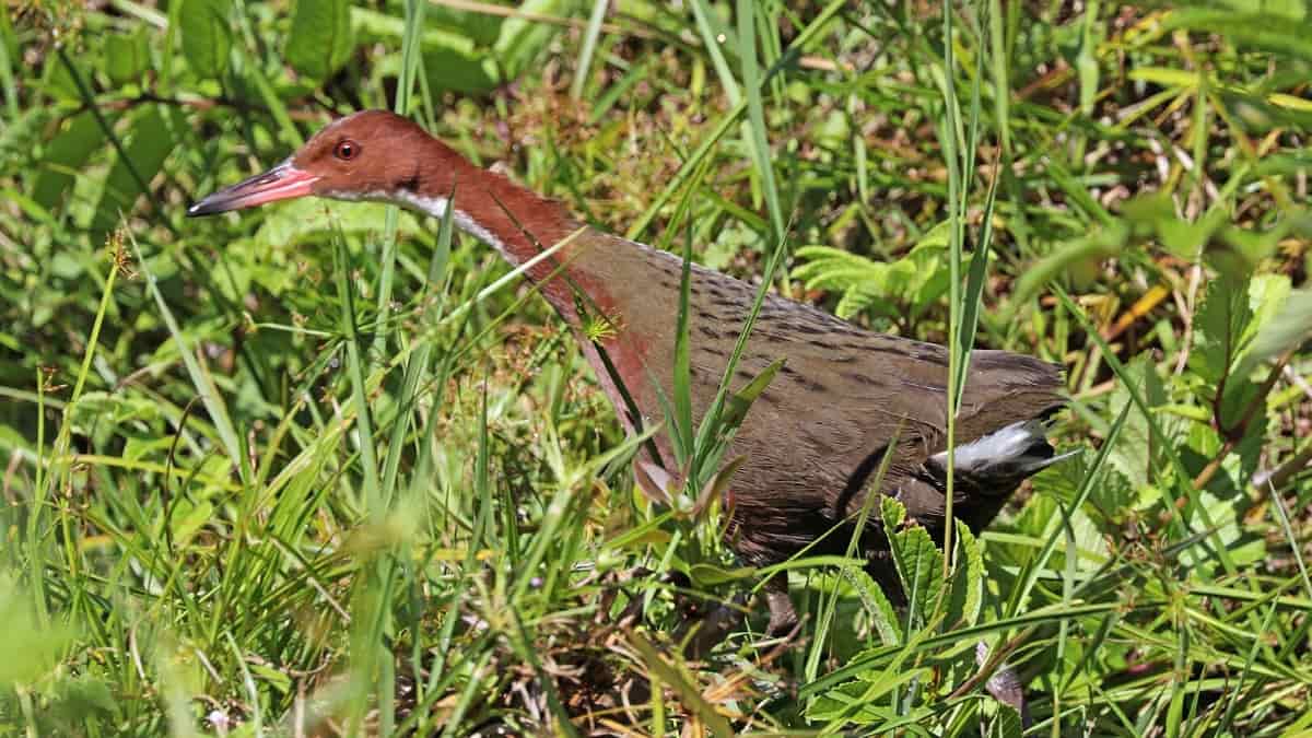 Aldabra rail: O pássaro “extinto”que ressurgiu evoluindo duas vezes - 