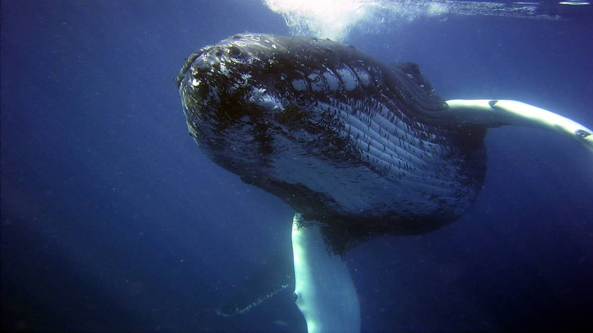 Descoberta surpreendente revela que baleias-azuis cruzam com outra espécie - 