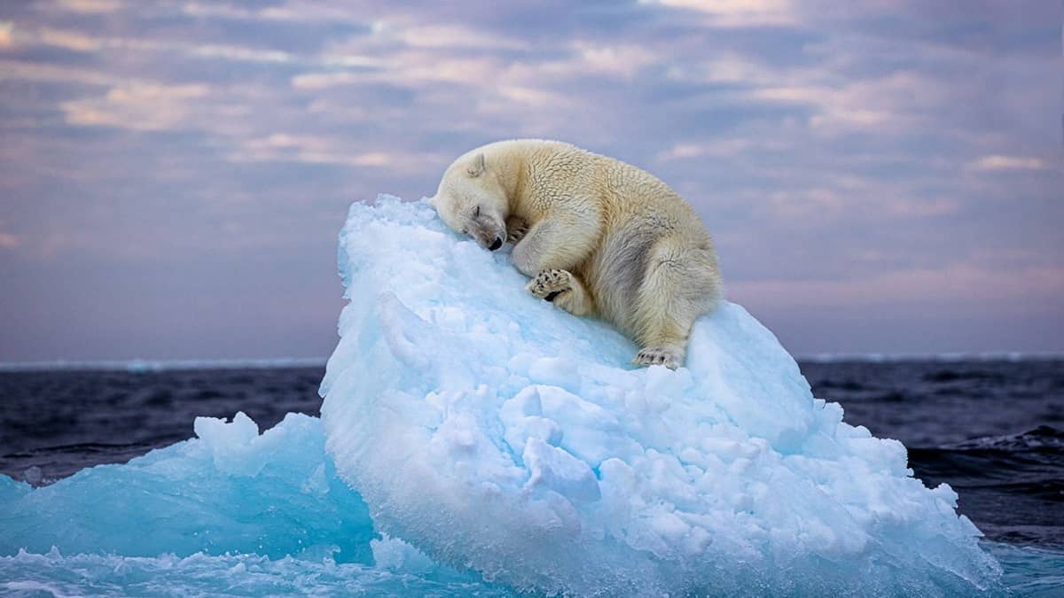 Incrível foto premiada de urso polar vulnerável emociona o público - 